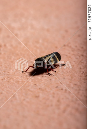 Adult Froghopper Insect Adult Froghopper Insect 75977826
