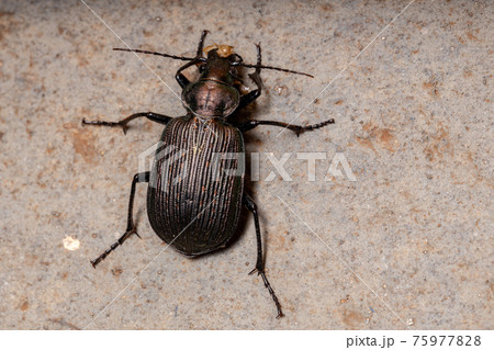 Adult Caterpillar hunter Beetle eating part of a grasshopper abdomen Adult Caterpillar hunter Beetle eating part of a grasshopper abdomen 75977828