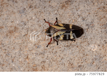 Adult Froghopper Insect Adult Froghopper Insect 75977829