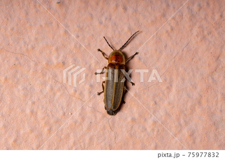 Adult Firefly Beetle 75977832