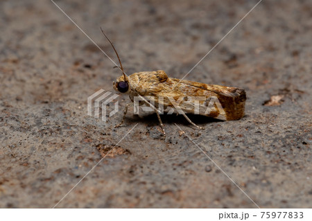 Small Yellow Moth 75977833