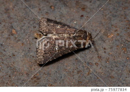 Adult brown moth 75977834