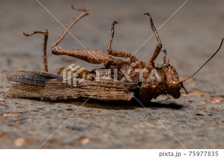 Short horned Grasshopper 75977835