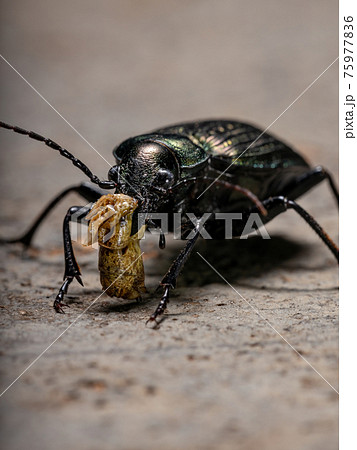Adult Caterpillar hunter Beetle eating part of a grasshopper abdomen 75977836