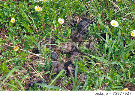 高山植物とヒグマの糞（北海道・知床） 75977927