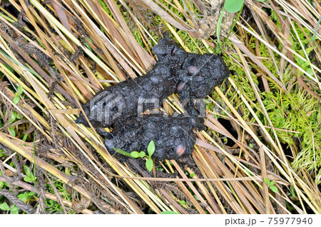 果実の種を含むキタキツネの糞（北海道・知床） 75977940