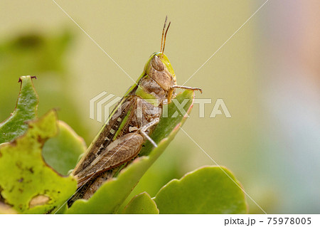 Adult Stridulating Slantface Grasshopper 75978005