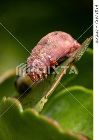 Caterpillar severely hurt 75978034