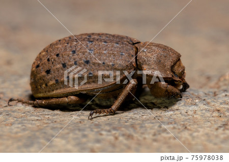 Adult Hide Beetle 75978038