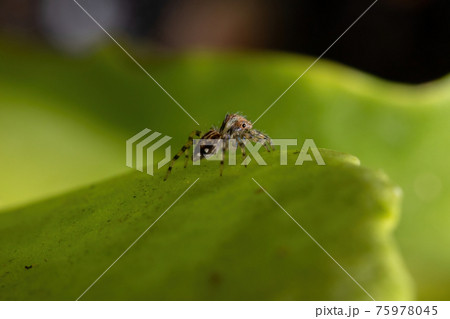 Small Jumping Spider 75978045