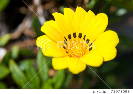 黄色いガザニアの花 黄色いガザニアの花 75978098