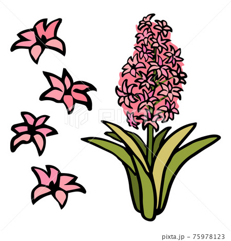 Pink hyacinth flower on white isolated backdrop 75978123