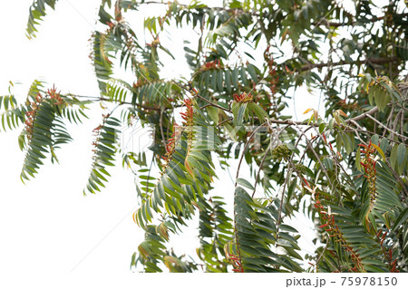 Custard Apples Plant 75978150