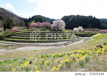 奈良県 満開の又兵衛桜 奈良県 満開の又兵衛桜 75978194