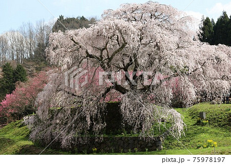 奈良県 満開の又兵衛桜 奈良県 満開の又兵衛桜 75978197