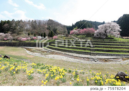 奈良県 満開の又兵衛桜 奈良県 満開の又兵衛桜 75978204