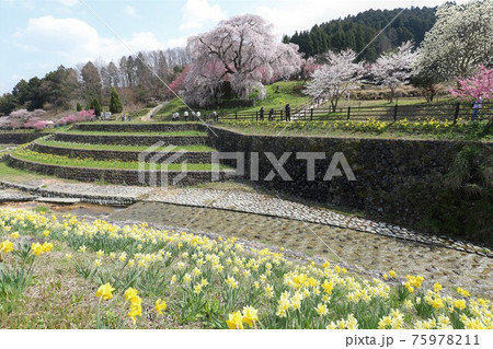 奈良県 満開の又兵衛桜 奈良県 満開の又兵衛桜 75978211