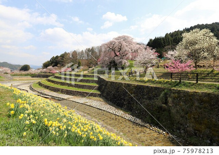 奈良県 満開の又兵衛桜 奈良県 満開の又兵衛桜 75978213