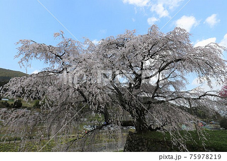 奈良県 満開の又兵衛桜 奈良県 満開の又兵衛桜 75978219