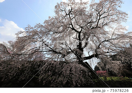 奈良県 満開の又兵衛桜 奈良県 満開の又兵衛桜 75978226