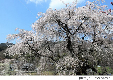 奈良県 満開の又兵衛桜 奈良県 満開の又兵衛桜 75978297