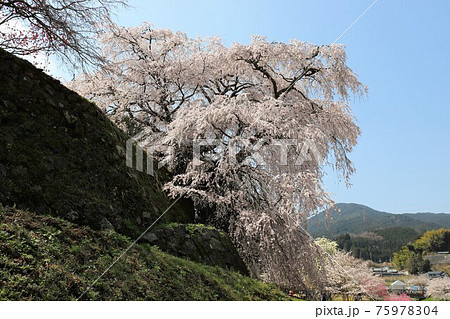 奈良県 満開の又兵衛桜 奈良県 満開の又兵衛桜 75978304