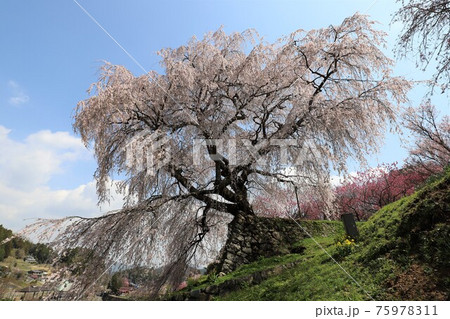 奈良県 満開の又兵衛桜 奈良県 満開の又兵衛桜 75978311