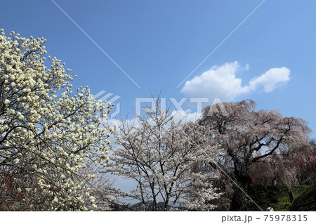 奈良県 満開の又兵衛桜 奈良県 満開の又兵衛桜 75978315