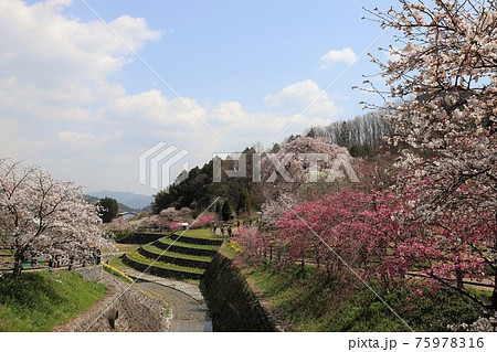 奈良県 満開の又兵衛桜 奈良県 満開の又兵衛桜 75978316
