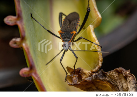 Adult Leaf-footed Bug Adult Leaf-footed Bug 75978358