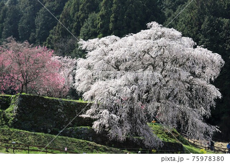 奈良県 満開の又兵衛桜 奈良県 満開の又兵衛桜 75978380