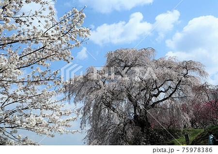 奈良県 満開の又兵衛桜 奈良県 満開の又兵衛桜 75978386
