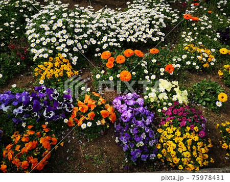 春の花 75978431