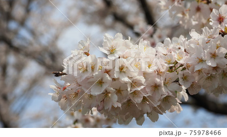 Cherry blossom (Japan) Cherry blossom (Japan) 75978466