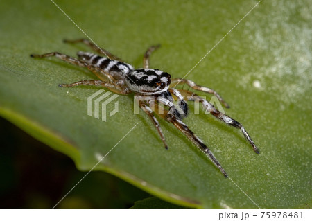 Small Jumping spider 75978481