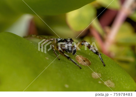Small Jumping spider 75978483