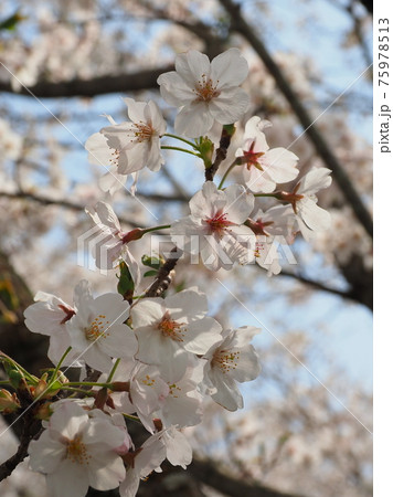 Cherry blossom (Japan) 75978513