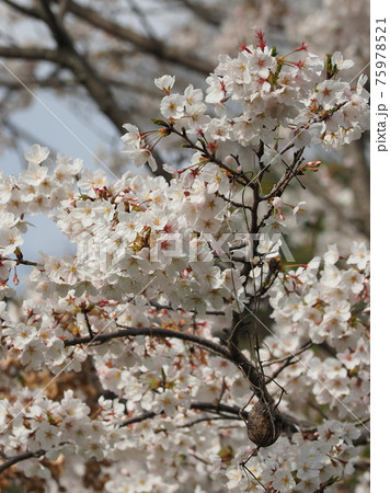 Cherry blossom (Japan) 75978521