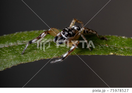 Small Jumping spider 75978527