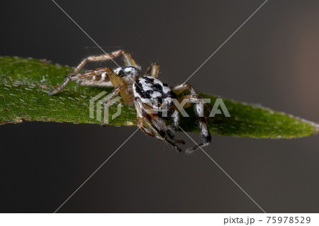 Small Jumping spider 75978529