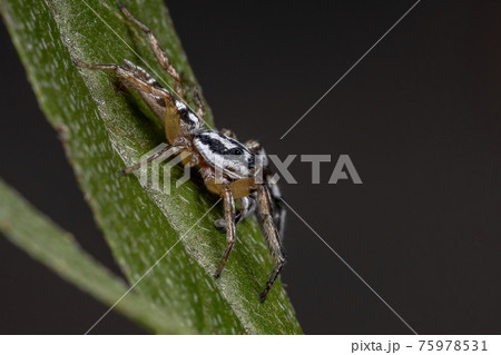 Small Jumping spider 75978531