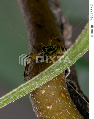 Small Jumping spider 75978547