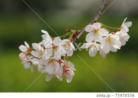 Cherry blossom (Japan) Cherry blossom (Japan) 75978556