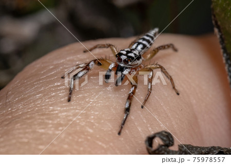Small Jumping spider Small Jumping spider 75978557