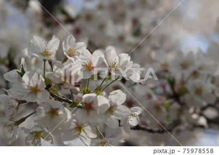 Cherry blossom (Japan) 75978558
