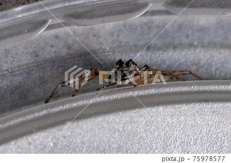 Small Jumping spider 75978577