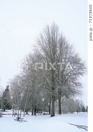 アメリカの公園の雪景色 75978600