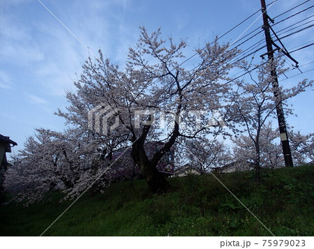 里山 里山 75979023