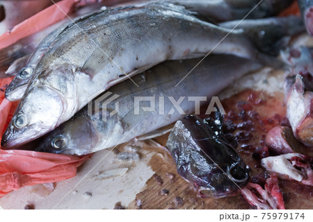 Fish on the cutting table. Herring prepared for cutting. 75979174