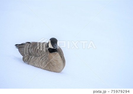 シジュウカラガン 75979294